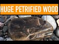 FOUND HUGE PIECE OF PETRIFIED WOOD WHILE ROCK HUNTING | Montana Rockhounding | Yellowstone River