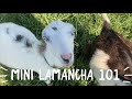 Mini Lamancha 101