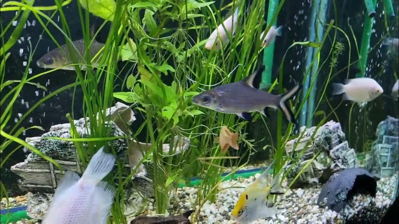 peaceful bala sharks, kissing fish, angel fish,8 long algae eaters and