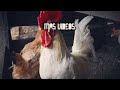 OUTRO 2022 - EN VIDA DE LAS GALLINAS