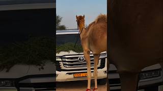 The Favourite Camel of Arabs