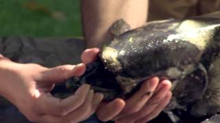 How To Identify Chinook Salmon and Steelhead Trout | Indiana DNR