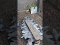 tumbler pigeons in arizona