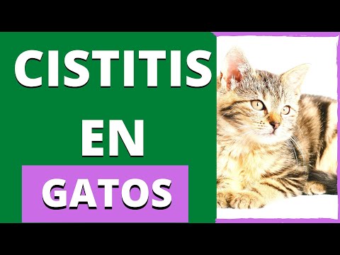 Vídeo: Cistitis En Gatos Y Gatos: Tratamos Humanamente