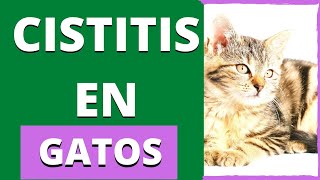 CISTITIS EN GATOS. MI GATO NO PUEDE ORINAR.CISTITIS GATOS SÍNTOMAS MÁS COMUNES PARA DETECTARLO