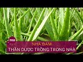 Cây nha đam và những công dụng "thần kỳ" | VTC Now