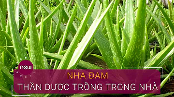 Cây nha đam và những công dụng "thần kỳ" | VTC Now