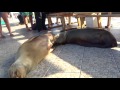 Mother- sea lion is feeding its baby. Very cute^-^