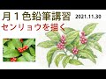 【色鉛筆画レッスン】初心者からOK！2時間講習用課題　センリョウを描く。