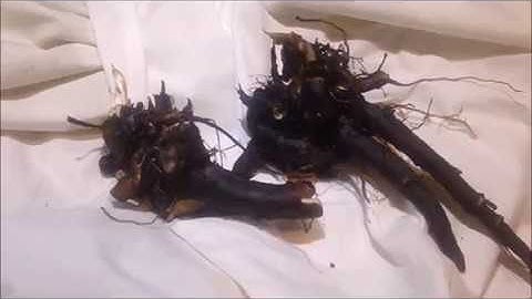 Propagating Comfrey - How to Propagate Comfrey