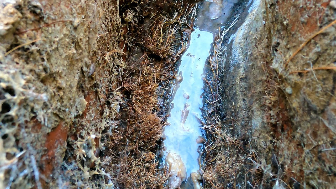 Root Infested Wall Root Infested Manhole 😱 - YouTube