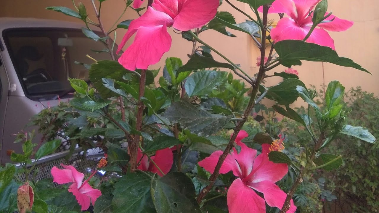 how-to-fertilize-hibiscus-to-get-more-blooms-about-it-s-food-youtube