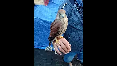 Одесский птенец Сокола упавший с гнезда тополя!!!!