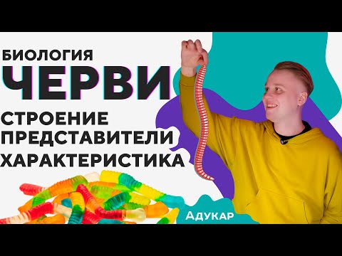 Плоские ЧЕРВИ Биология | Зоология | Онлайн урок по биологии | ЦЭ, ЦТ, ЕГЭ | Строение червей | Адукар