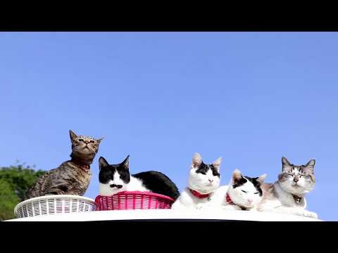 軽トラの屋根の上の5匹の猫 200710