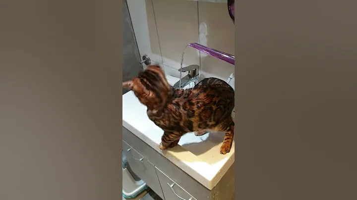 Watch the video about Bijou - BENGAL cat loves the Water