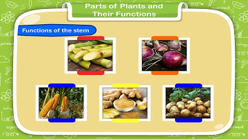 Parts of Plants and Their Functions class-4