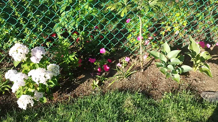 Dirt Digger Darlene's garden video