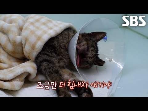 염증으로 코 뼈 녹아내린 고양이 무사히 구출 후 재건 수술까지 성공!