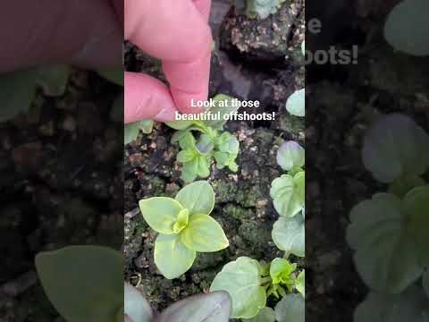 Video: Snapdragon Tohum Yayılımı: Aslanağzı Tohumları Nasıl ve Ne Zaman Ekilir
