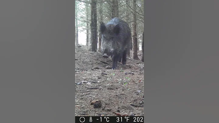Big Wild Boar Spotted on Trail Camera! #shorts