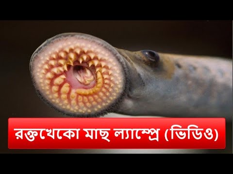 প্রায় ২শ বছর পর ফের যুক্তরাজ্যের নদীতে ল্যাম্প্রে মাছের সন্ধান পেয়েছেন বিশেষজ্ঞরা | Lamprey fish