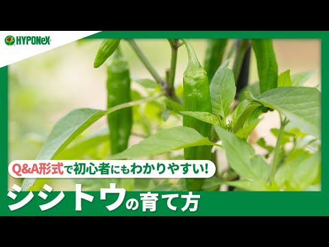 95 シシトウの育て方 実が辛くならない方法は 植えつけ方法や 水やりと肥料 わき芽かきなどもご紹介 Plantiaq A 植物の情報 育て方をq A形式でご紹介 Youtube