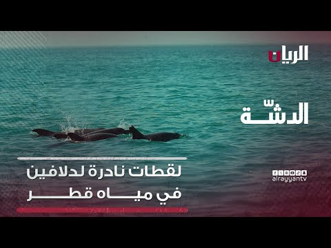 لقطات نادرة لدلافين في مياه قطر برنامج الدش ة