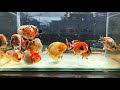 Goldfish kingdom