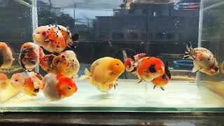 Goldfish kingdom