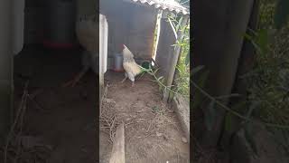 Reprodutor Caipirão