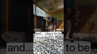 DAY 164- our best day yet!! Arthur's journey from avairy to free flight #owl #owltraining DAY 164- our best day yet!! Arthur's journey from avairy to free flight #owl #owltraining