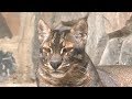 Самая редкая кошка в мире, Asiatic  golden cat - азиатская золотая кошка