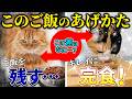 【食べ残しの原因は○○だった…!?】猫がカリカリフードを残す原因と対策を猫プロがご紹介します!