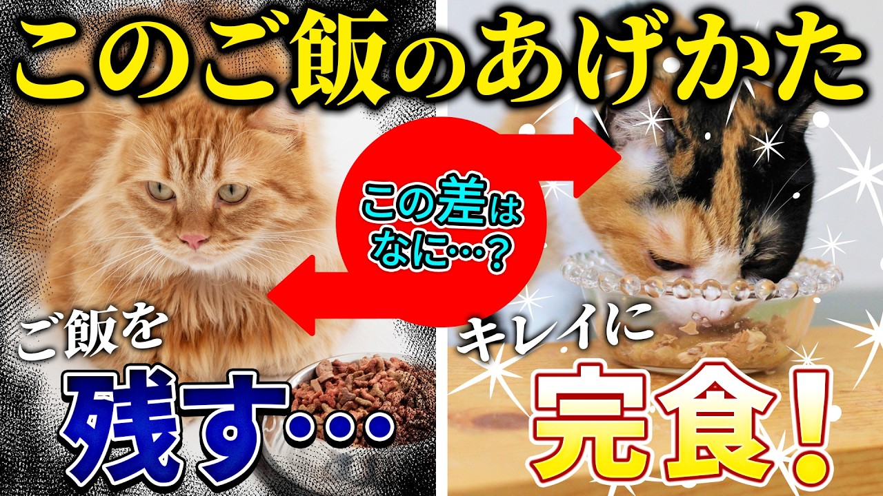 【食べ残しの原因は○○だった…!?】猫がカリカリフードを残す原因と対策を猫プロがご紹介します!