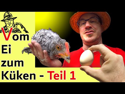 Video: Wie man Hühner aus einem Inkubator aufzieht