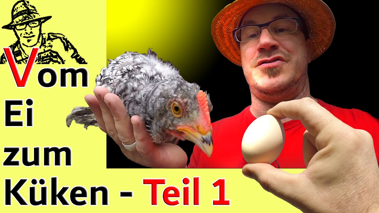 Küken selber aufziehen und Hühner im eigenen Garten - ideal für die  Selbstversorgung - YouTube