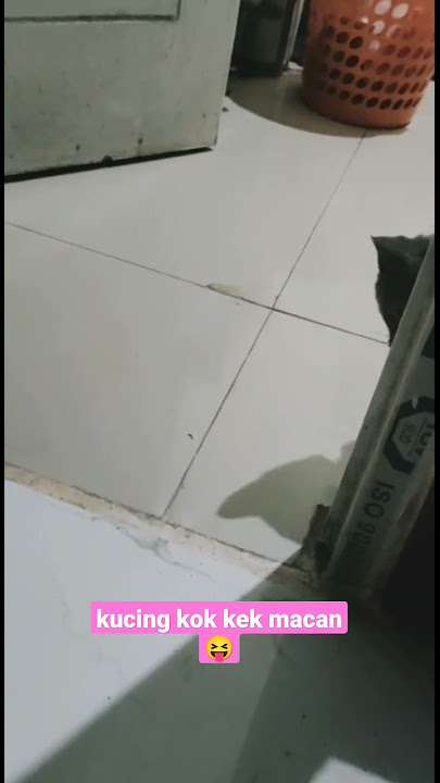 Kucing berubah jadi MACAN 😂 #shorts #shortsvideo #youtubeshorts #kucinglucu