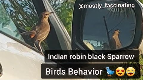 Black Sparrow known as Indian robin fighting with herself in mirror image 🐦😅😂| birds Behavior 😍