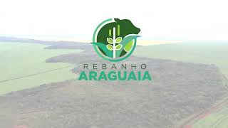 Rebanho Araguaia - Fazenda Fortaleza