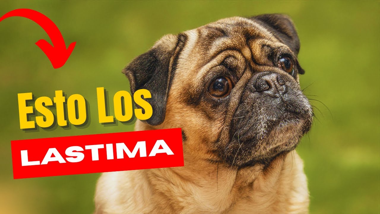 ¡No lo hagas más! 10 cosas que rompen el corazón de tu perro 💔