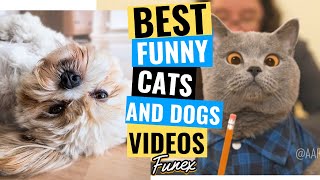 Best of Dogs Funny Videos 2021 || Cats and Dogs Funny Vines Compilation || Try Not To Laugh