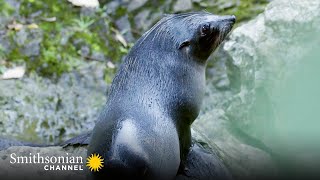 A Baby Seal's First Solo Venture Into the Water 🦭 Into The Wild New Zealand | Smithsonian Channel by Smithsonian Channel 6,664 views 11 months ago 2 minutes, 27 seconds