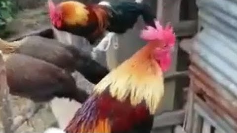 Gà mồi mã vàng mini mã số 12.13 cực vip II saib ob tug qaib 12.13 đaj zoo nkauj heev