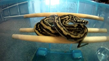 coastal carpet python.MP4