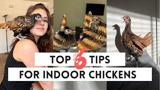 Top 6 Tips for Indoor Pet Chickens!