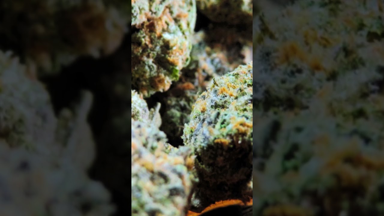 "Gary Paton" 5 Facts Every Stoner Should KNOW