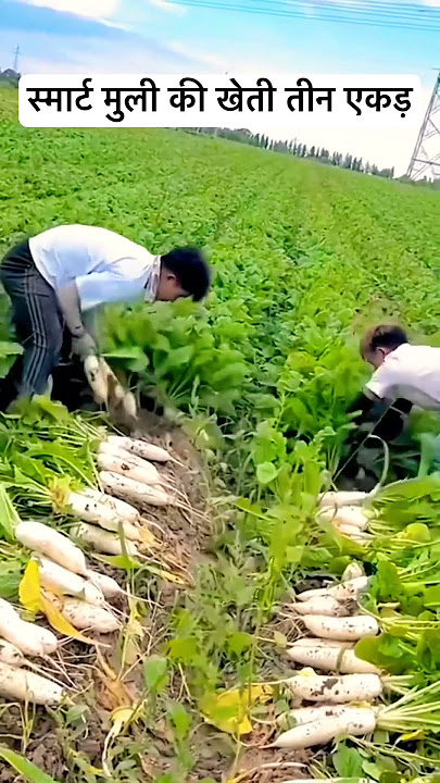 #agriculture #tredingvideo #vidio #muli#farming