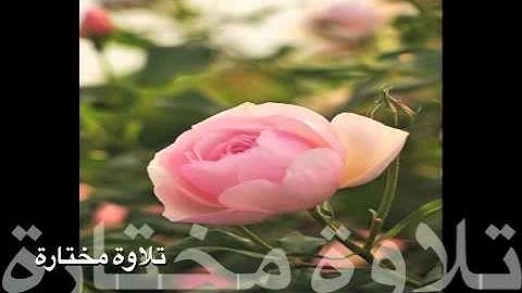 تلاوة مختارة ( سورة يونس ) الشيخ / عبدالعزيز الزهراني