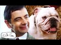 It's PUPPY DAY! | Mr Bean Funny Clips | Mr Bean Official